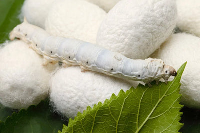 L'histoire, la fabrication et les secrets de la soie : Le tissu luxueux qui a conquis le monde